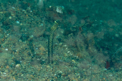 Heteroconger taylori