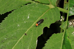Abscondita cerata