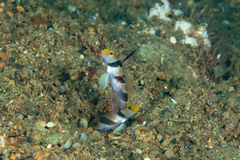 Stonogobiops nematodes