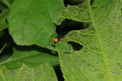 Abscondita cerata