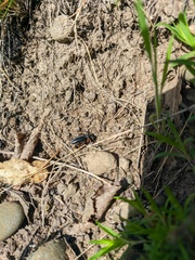 Dorcadion cinerarium