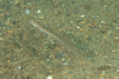 Trichonotus elegans
