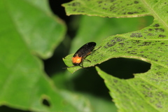 Abscondita cerata