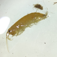 Gammarus pulex
