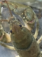 Cambarus chaugaensis