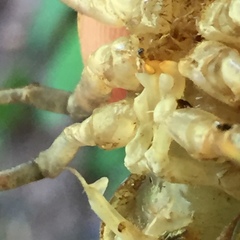 Cambarus chaugaensis