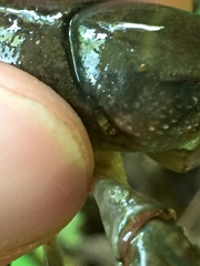 Cambarus chaugaensis