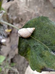 Gastropoda