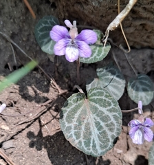 Viola variegata