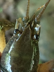 Cambarus chaugaensis