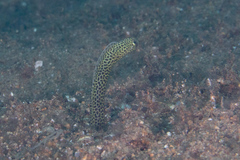 Heteroconger taylori