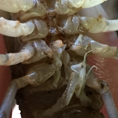 Cambarus chaugaensis