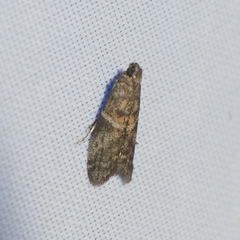 Sacculocornutia