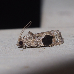 Ophiorrhabda mormopa