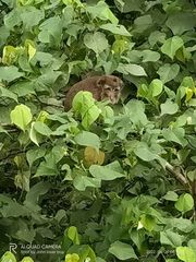 Macaca fascicularis philippensis