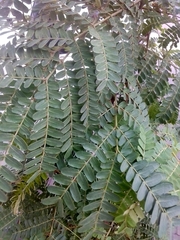 Peltophorum