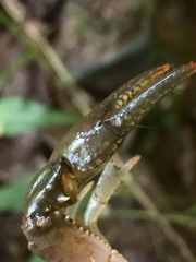 Cambarus chaugaensis