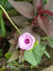 Ipomoea