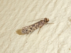 Lindera tessellatella