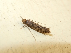 Lindera tessellatella