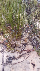 Lampranthus glaucoides