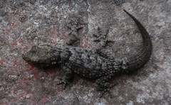 Tarentola mauritanica