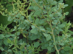 Chenopodium acuminatum