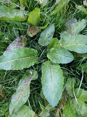 Rumex obtusifolius