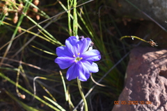 Aristea glauca