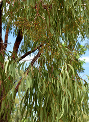 Corymbia erythrophloia