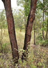 Corymbia erythrophloia