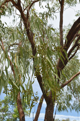 Corymbia erythrophloia