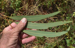 Corymbia erythrophloia