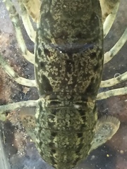 Cambarus chaugaensis