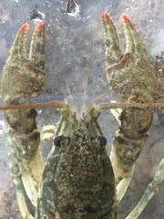 Cambarus chaugaensis