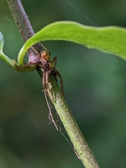 Philodromus