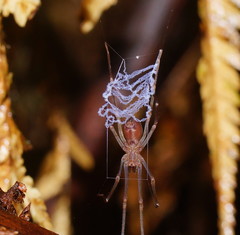 Progradungula otwayensis