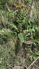 Cirsium decussatum
