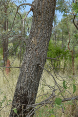 Vachellia bidwillii