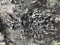 Hypogymnia hultenii
