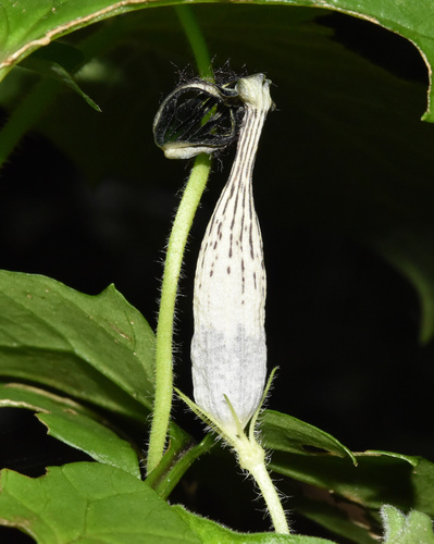 Ceropegia meyeri