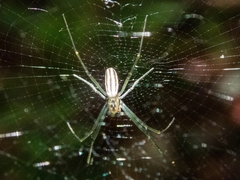 Nephila pilipes