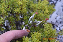 Crassula biplanata