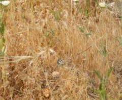 Melanargia titea