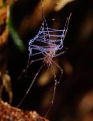 Progradungula otwayensis