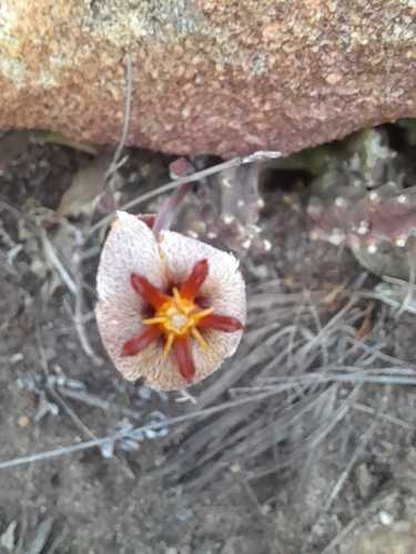 Gonostemon erectiflorus (N.E.Br.) P.V.Heath 3