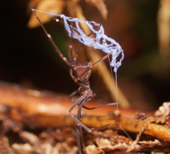 Progradungula otwayensis