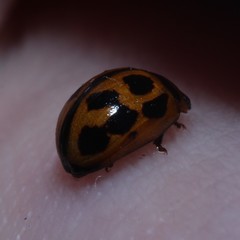 Peltoschema basicolle