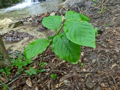 Euonymus latifolius
