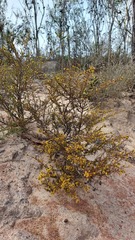 Marasmodes fasciculata